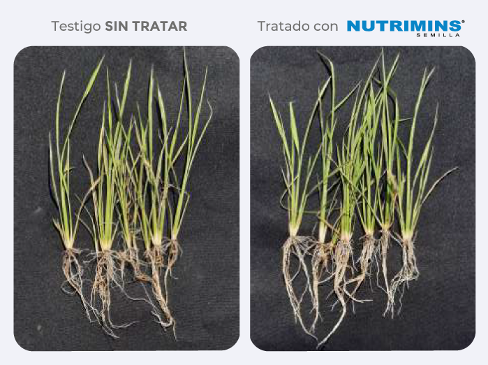 testigo/tratado