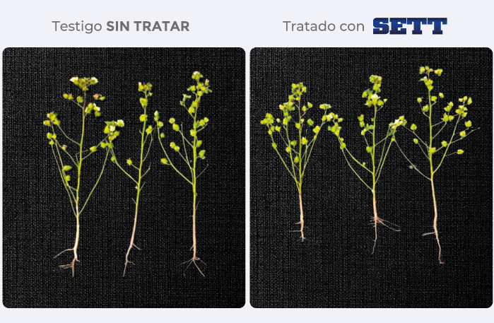testigo/tratado