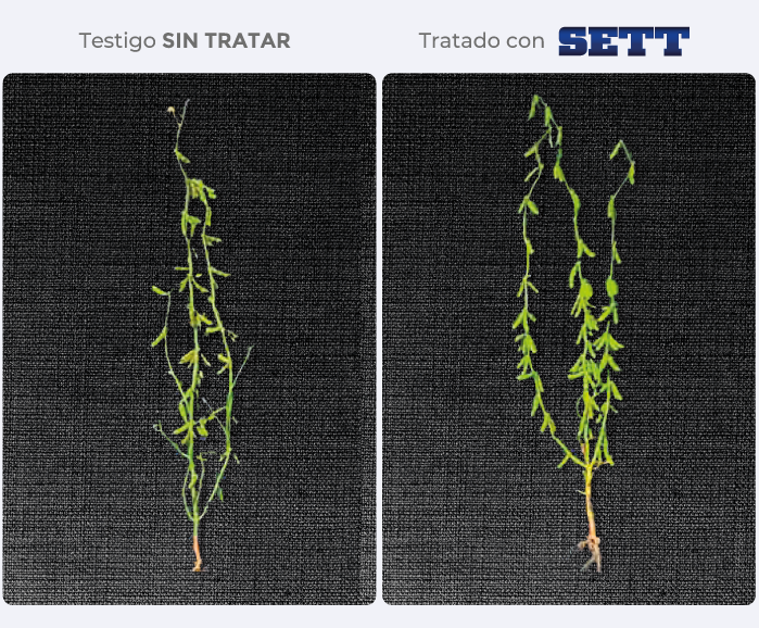 testigo/tratado