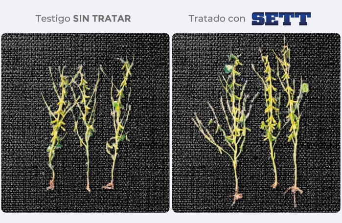 testigo/tratado