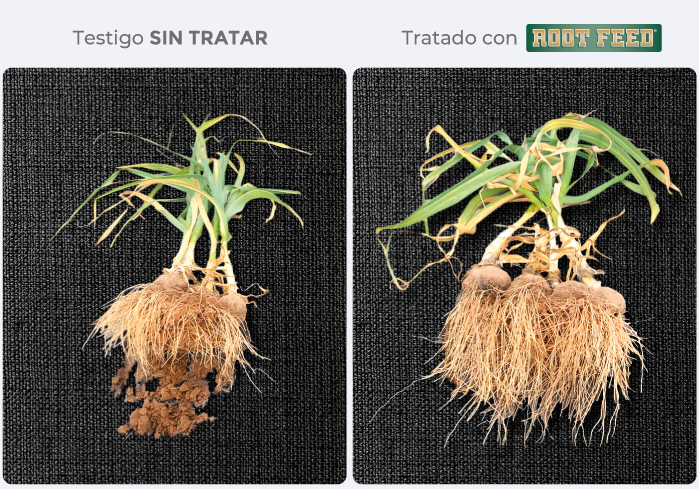 testigo/tratado