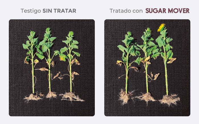 testigo/tratado