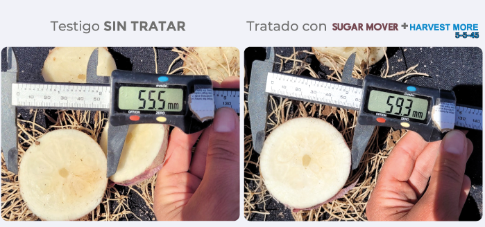 testigo/tratado