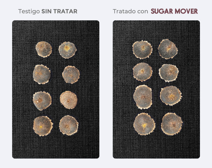 testigo/tratado