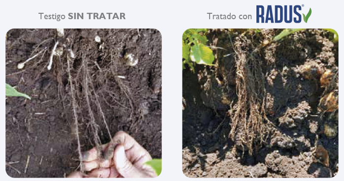 Testigos