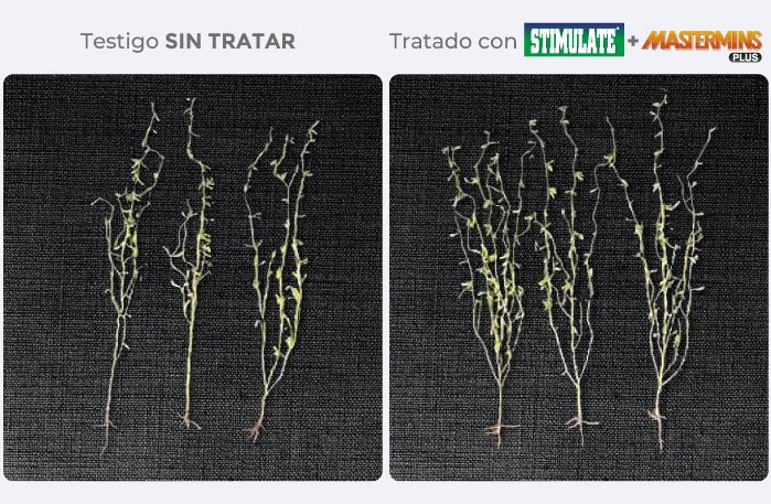 testigo/tratado
