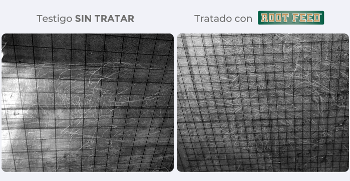 testigo/tratado
