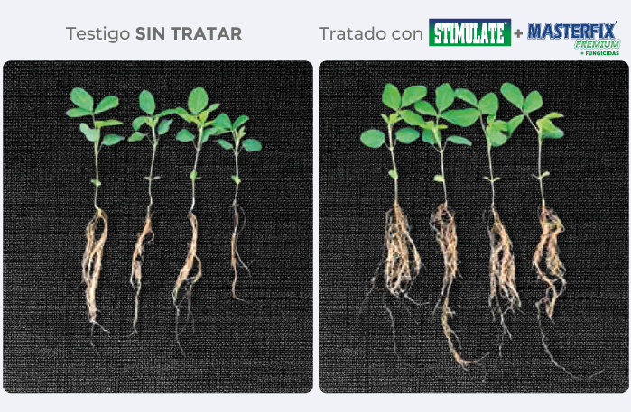 testigo/tratado