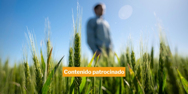 Imagen Trigo 360