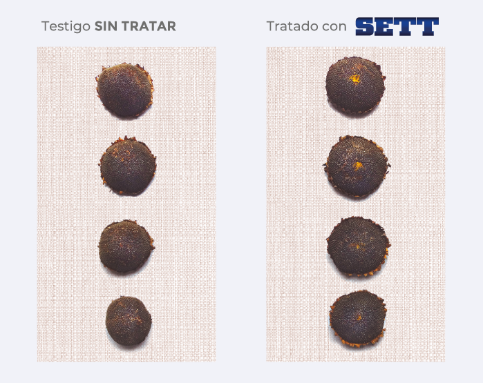 testigo/tratado