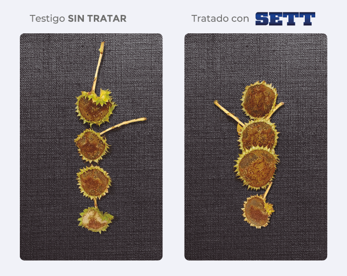 testigo/tratado