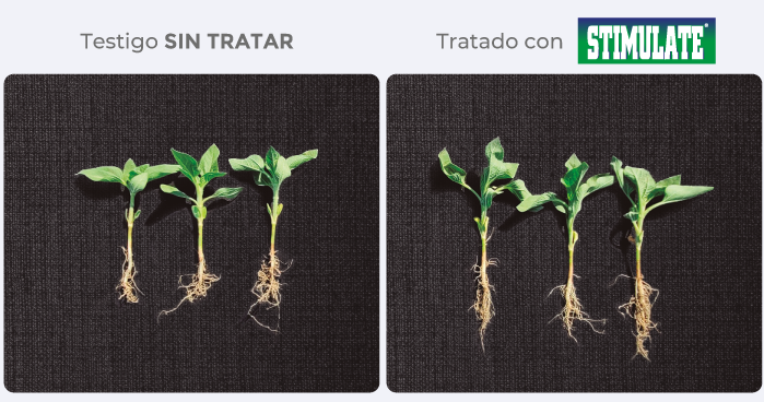testigo/tratado