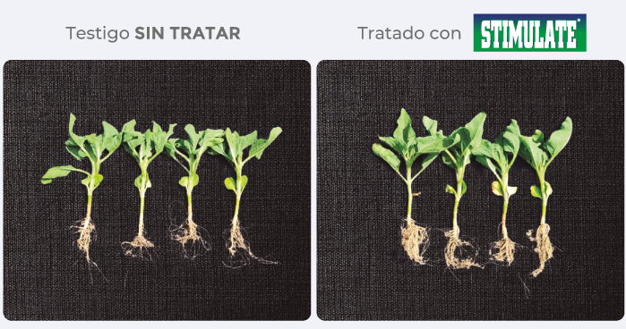 testigo/tratado