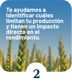 implantacion